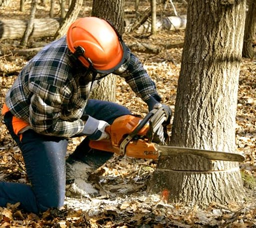 Tree Removal in Saltillo, MS
